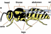 Parts of a Bee